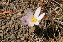 Colchicum speciosum