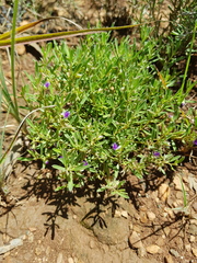 Polygala gerrardii
