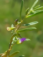 Polygala gerrardii