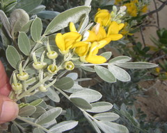 Sophora inhambanensis