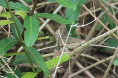 Phylloscopus fuscatus