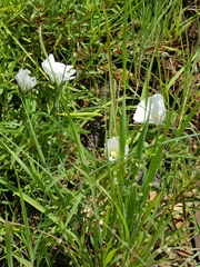 Monsonia burkeana