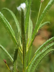 Monsonia burkeana