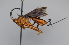 Meringopus serraticaudus