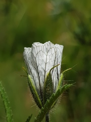 Monsonia burkeana