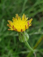 Sonchus dregeanus