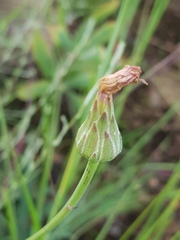 Sonchus dregeanus