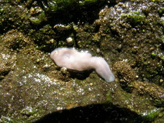 Dendrocoelum