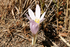 Colchicum speciosum