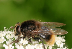Criorhina ranunculi