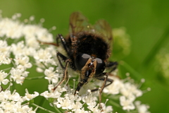 Criorhina ranunculi