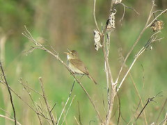 Acrocephalus dumetorum