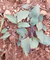 Drimiopsis burkei