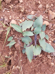 Drimiopsis burkei