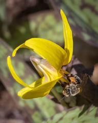 Andrena erythronii