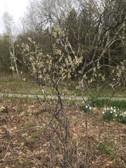 Amelanchier nantucketensis