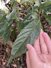 Meliosma callicarpifolia