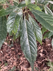 Meliosma callicarpifolia