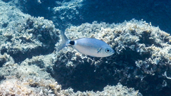 Saddled Bream