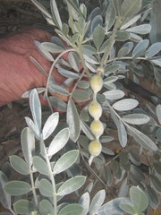 Sophora inhambanensis
