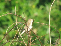 Acrocephalus dumetorum