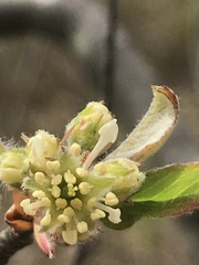Amelanchier nantucketensis