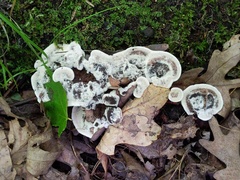 Phellodon confluens