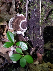 Phellodon confluens