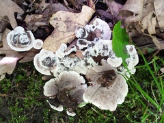 Phellodon confluens
