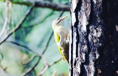 Picus squamatus