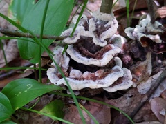 Thelephora americana