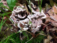 Thelephora americana