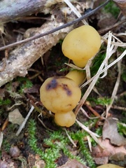 Hypomyces leotiicola