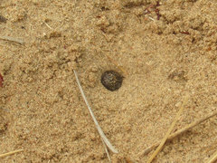 Cicindela scutellaris scutellaris