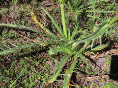 Eryngium cymosum