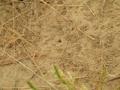 Cicindela scutellaris scutellaris