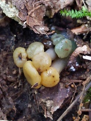 Hypomyces leotiicola