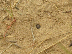 Cicindela scutellaris scutellaris