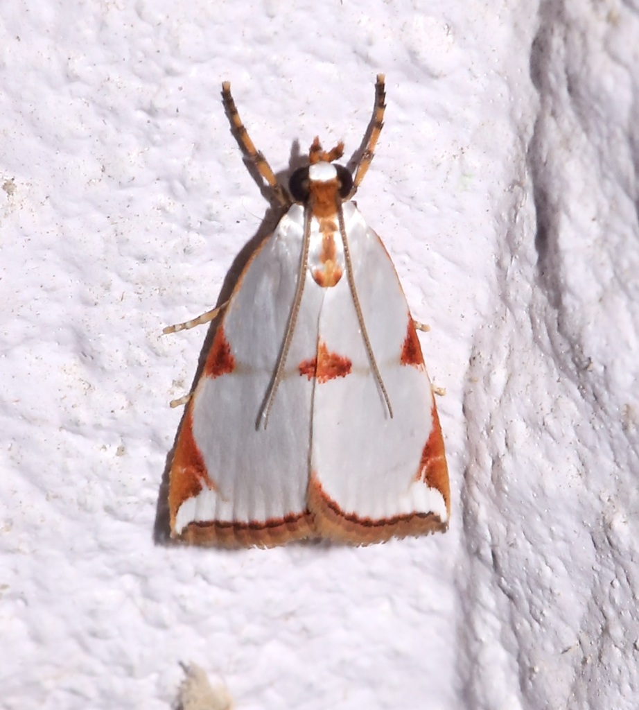 Argyria centrifugens