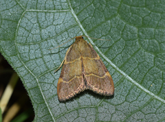 Hypsopygia rubidalis