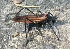 Scaphura elegans