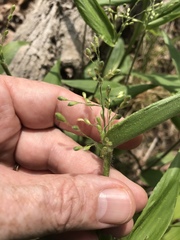 Dichanthelium boscii