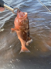 Epinephelus morio