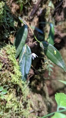 Pleurothallis eumecocaulon
