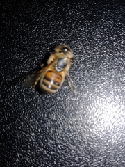 Apis mellifera