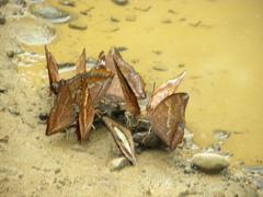 Charaxes bernardus