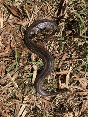 Farancia erytrogramma erytrogramma