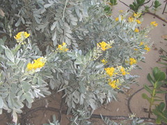 Sophora inhambanensis