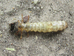 Cicindela sexguttata