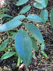 Rourea surinamensis